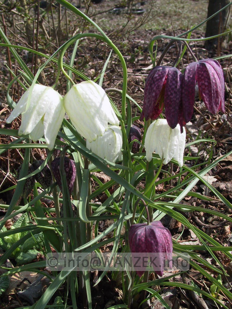 Fritillaria meleagris 02.jpg
